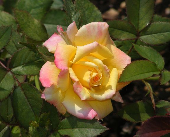 Bees Knees photo 2014_06020006_zps68aef9fa.jpg